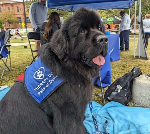 Meet the Newfies